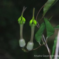 Ceropegia candelabrum var. biflora (L.) Ansari